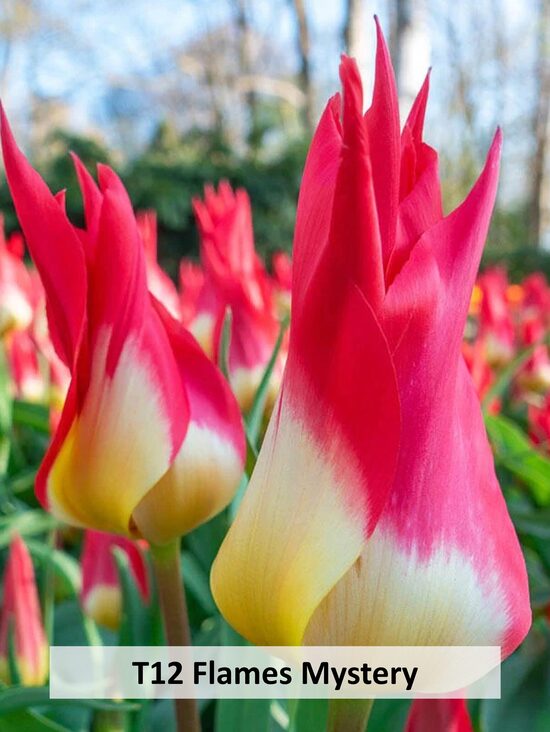 Flames Mystery 5 gab 