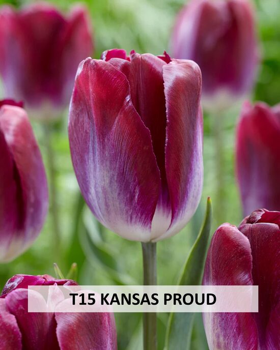 Kansas Proud 5gab