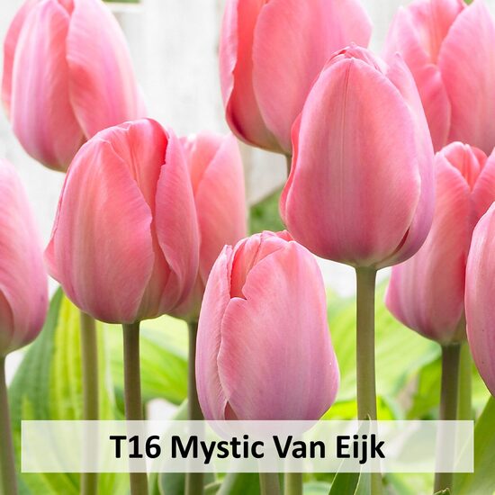 Mystic Van Eijk 5gab