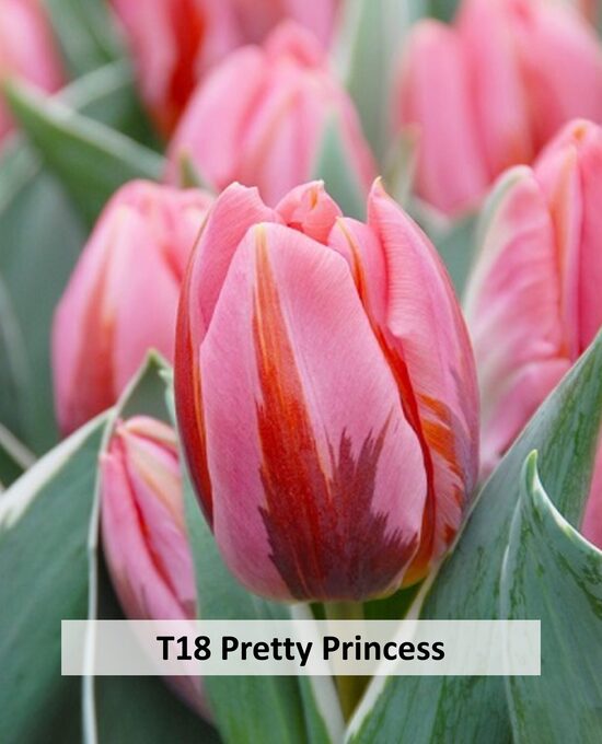  Pretty Princess 5gab