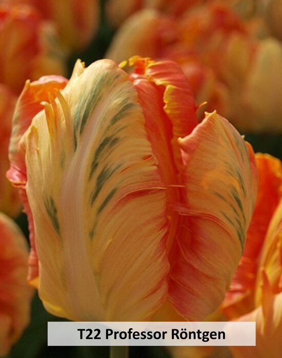 Professor Röntgen 5gab