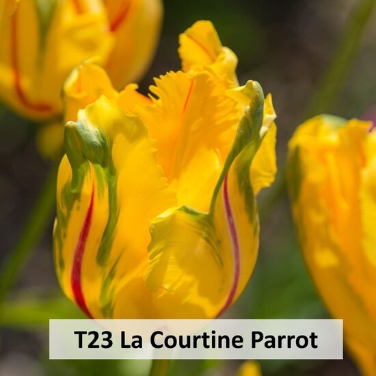 La Courtine Parrot 5gab