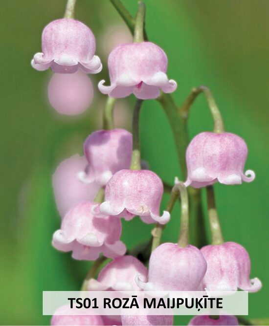 TS01 PILDĪTĀ MAIJPUĶĪTE 5GAB 
