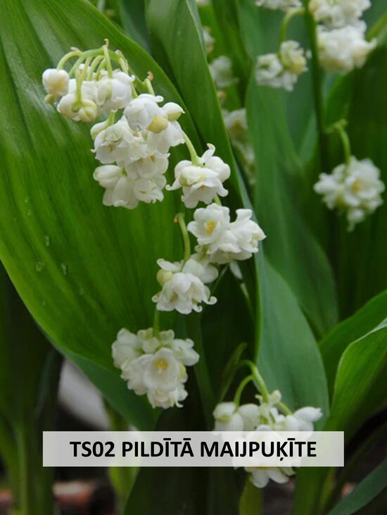 TS02 PILDĪTĀ MAIJPUĶĪTE 5GAB