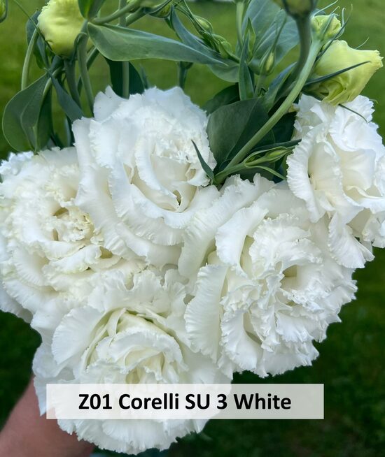 Z01 Corelli SU 3 White 10gab