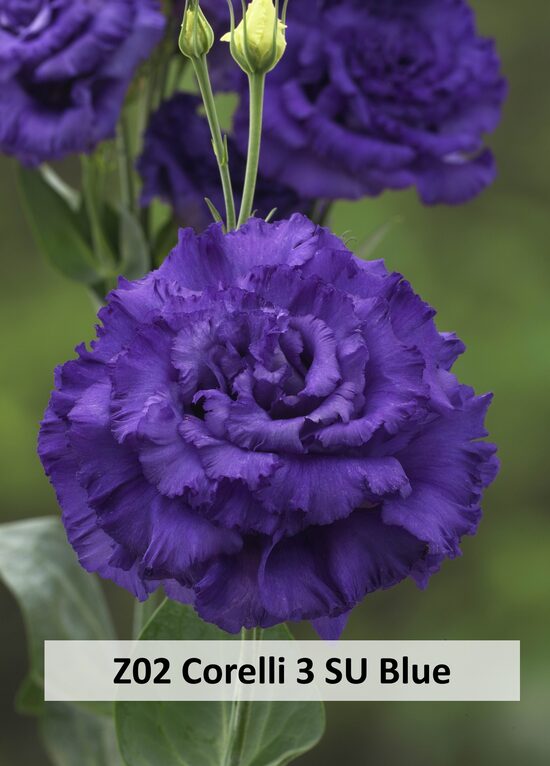 Z02 Corelli 3 SU Blue 10gab