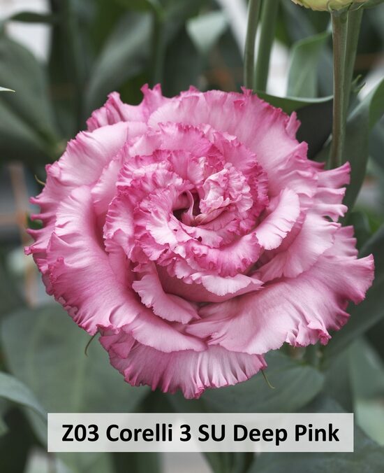 Z03 Corelli 3 SU Deep Pink 10gab