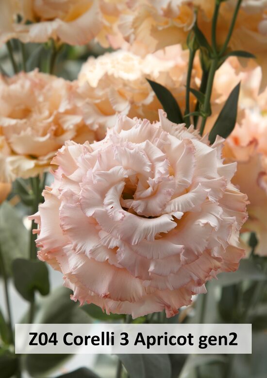 Z04 Corelli 3 Apricot gen2  10gab