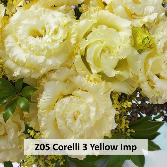 Z05 Corelli 3 Yellow Imp  10gab