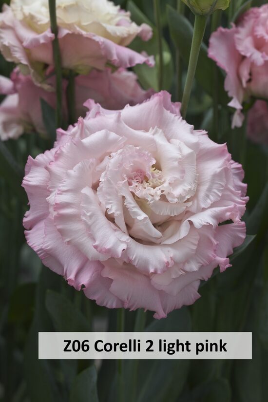 Z06 Corelli 2 light pink 10gab