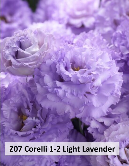 Z07 Corelli 1-2 Light Lavender 10gab