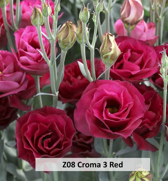 Z08 Croma 3 Red  10 gab 