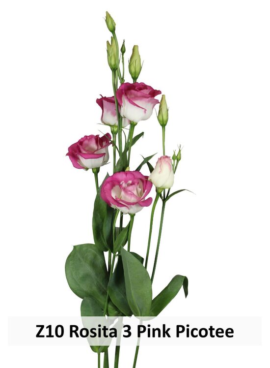 Z10 Rosita 3 Pink Picotee 10gab
