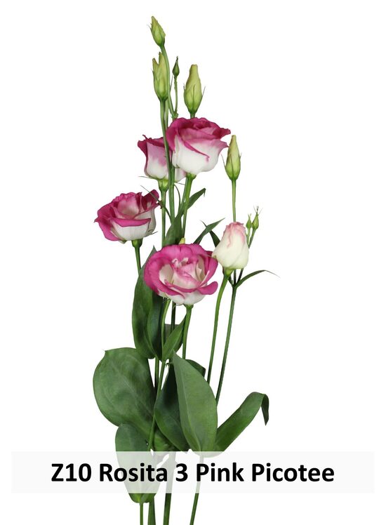 Z10 Rosita 3 Pink Picotee 500 gab 