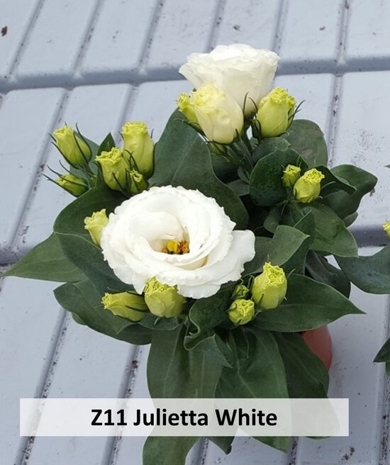 Z11 Julietta White 10gab