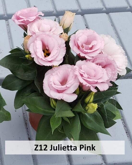 Z12 Julietta Pink 10gab