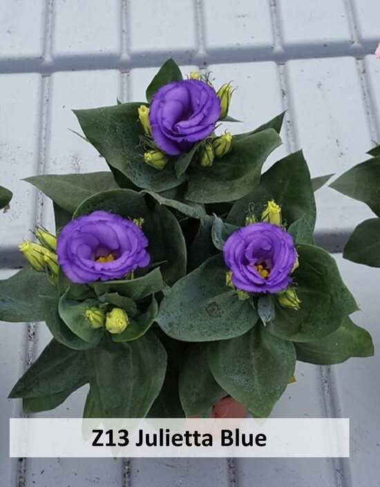 Z13 Julietta Blue 10gab