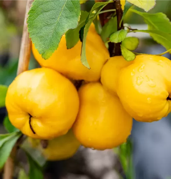 T109 Chaenomeles japonica 'Cido'