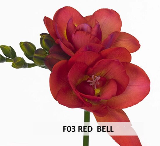 F03 RED BELL 10gab