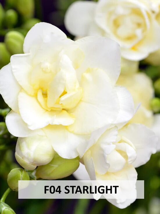 F04 STARLIGHT 10gab