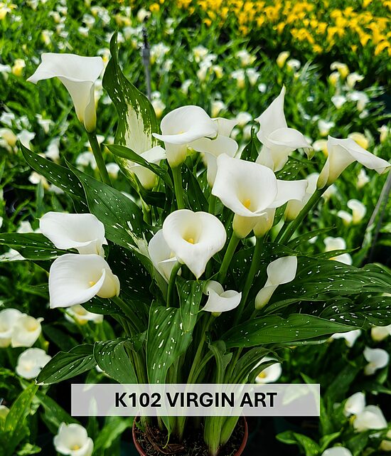 K102  VIRGIN ART 