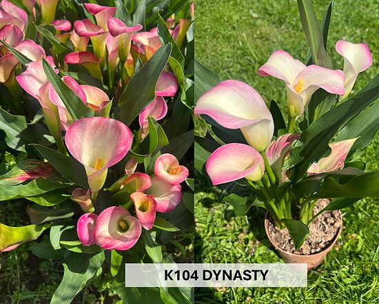 K104 DYNASTY