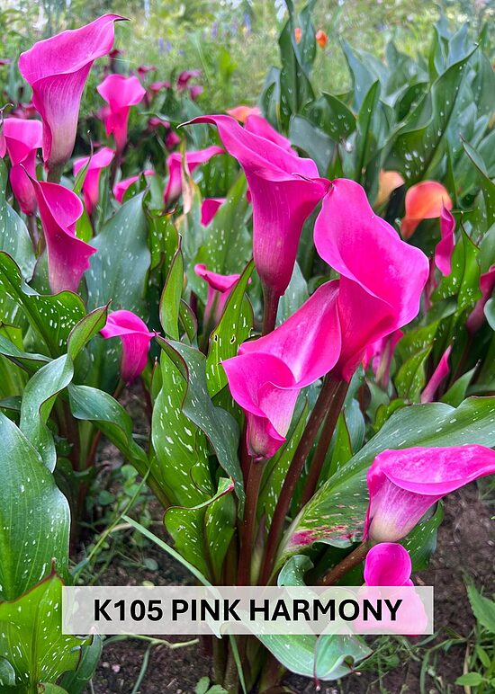 K105 PINK HARMONY