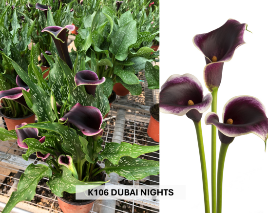 K106 DUBAI NIGHTS