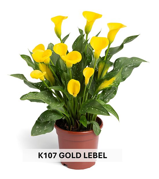 K107 GOLD LEBEL