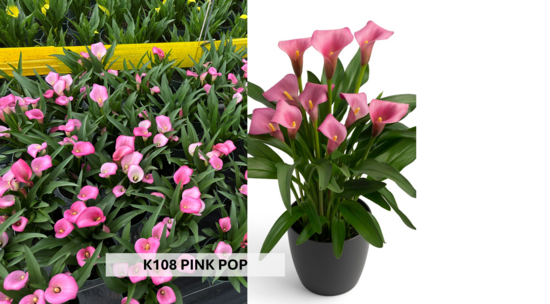 K108 PINK POP