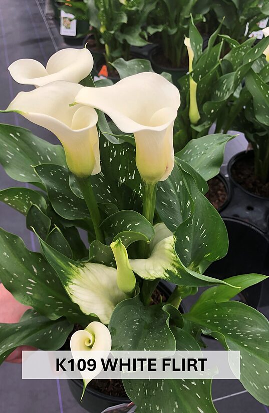 K109 WHITE FLIRT
