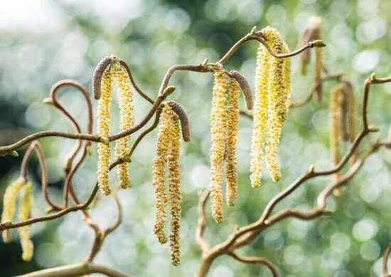 T108 Corylus av.'Contorta'